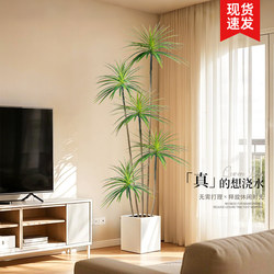 Simulated Green Plant, High-End Light Luxury Millennium Tree, Living Room Potted Plant, Dragon's Blood Tree, Artificial Plant, Indoor Floor-Standing Decoration