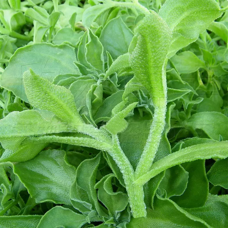 冰菜種子陽臺春季夏季四季水晶冰草種籽農家蔬菜種孑盆栽菜種子 Taobao 冰菜種子陽臺春季夏季四季水晶冰草種籽農家蔬菜種孑盆栽菜種子 Taobao