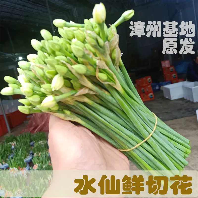 漳州水仙花鲜切花花枝基地采摘插水即开清香型包新鲜-Taobao Malaysia