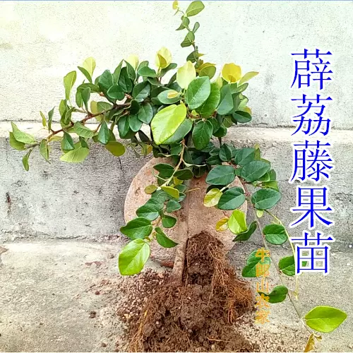薜荔果苗藤苗涼粉果木饅頭木蓮藤扦插新鮮苗薜荔苗