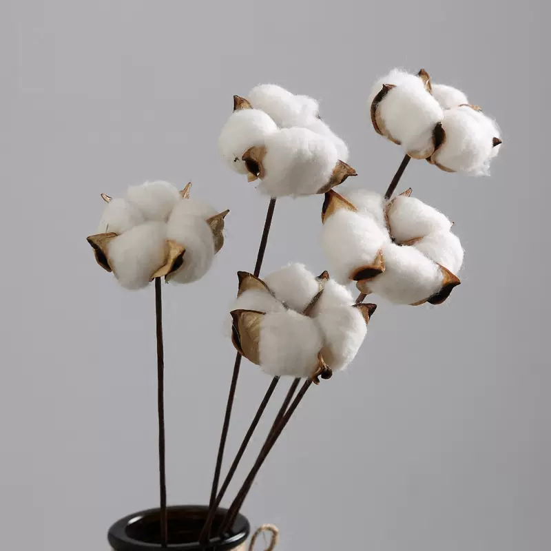 棉花乾燥花永生花ins家居田園室內裝飾婚慶乾燥花拍攝道具木 棉花乾燥花永生花ins家居田園室內裝飾婚慶乾燥花拍攝道具木