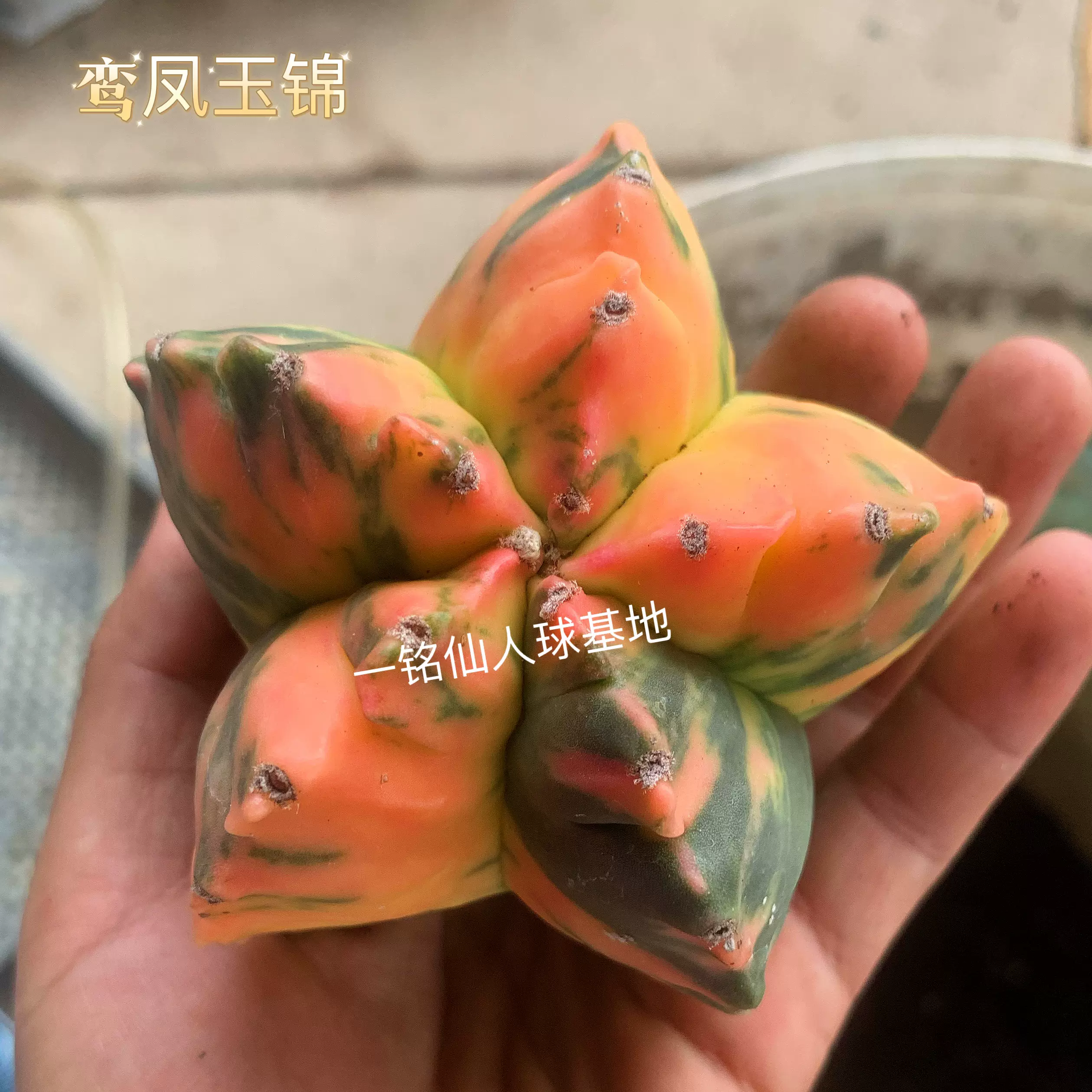 秒杀专属】鸾凤玉锦A.myriostigma'Kikko variegata'仙人球多肉-Taobao