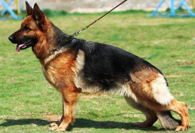 德牧在国外为何深受喜欢,因为这5个优点 - 美优享 - 美丽优品分享好站