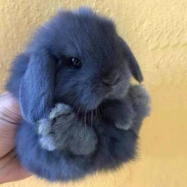 Mini dwarf rabbit children feeding live animals small teacup small pet ...