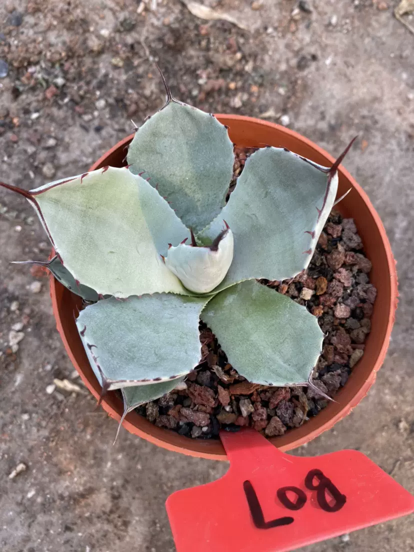 多肉植物福克斯（圆叶虚空藏）直径10cm 一物一拍龙舌兰-Taobao