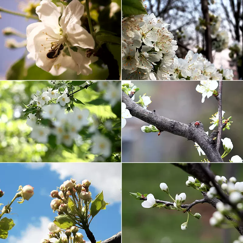 唯美清新樹木花開白色花朵蜜蜂採蜜微距鏡頭拍攝高清實