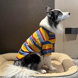 Dog Clothes Spring and Summer Thin Striped Shirt Comfortable Breathable Anti-Shedding Medium and Large Dogs Labrador Golden Retriever Sweater