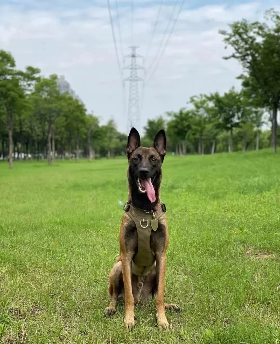 馬犬幼犬純種活體軍犬警犬比利時爆黑紅馬犬