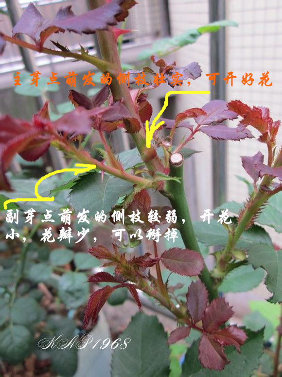 老花匠都在修剪月季，你还犹豫什么？31