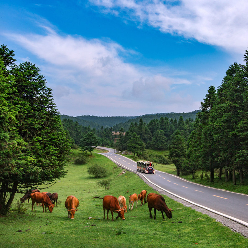 重庆周边旅游武隆2日游天生三桥仙女山乌江画廊龚滩古镇纯玩8人团