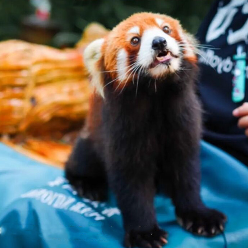普洱 太阳河国家森林公园+茶马古道旅游景区一日游-独立私家团