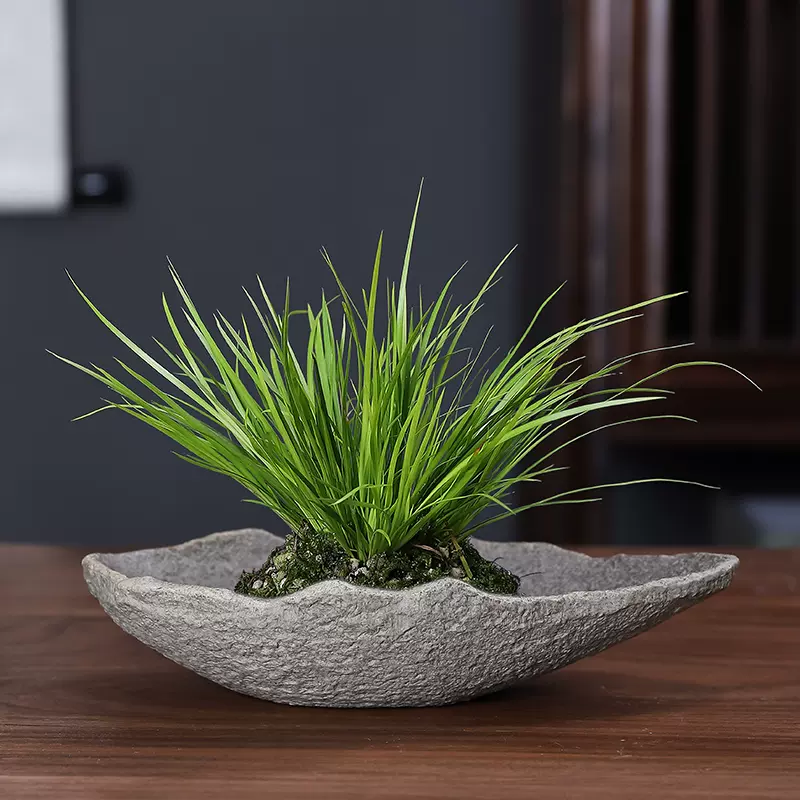 榆树苔玉水培花盆陶瓷胧月金钱菖蒲盆栽植物室内花茶几