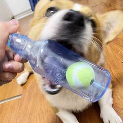 Puppy Wine Bottle Sound-Making Toy, Educational Pet Self-Entertainment Gadget, Boredom-Relief Tool, Teeth-Grinding Durable Chew Toy, Tennis Ball for Corgi Puppies