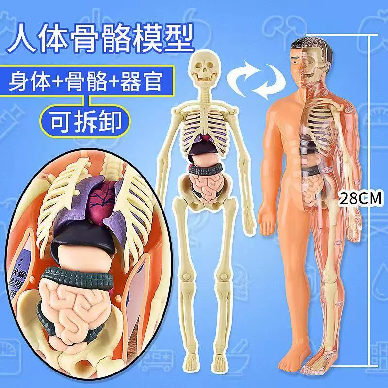 可拆卸人体结构模型骨骼3d骨架内脏器官医学解剖拼装早教儿童玩具-Taobao