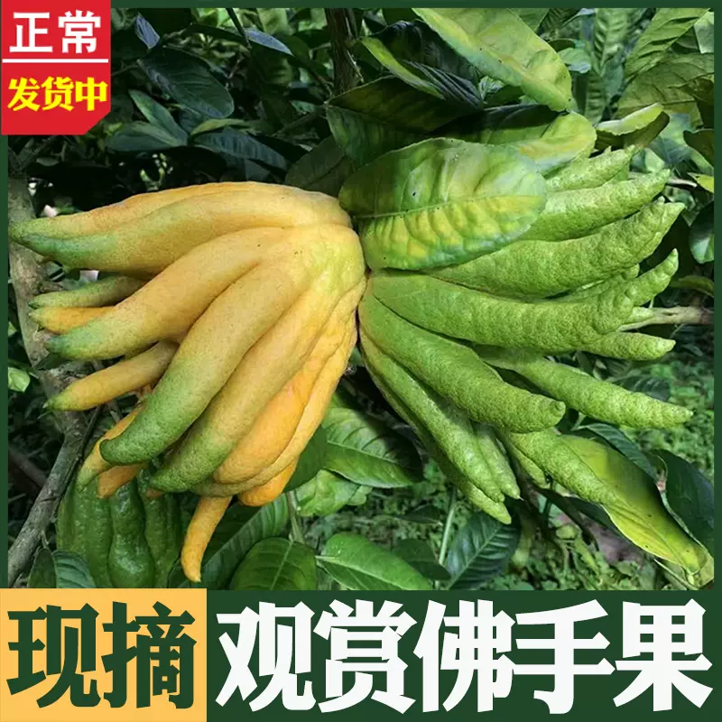 观赏鲜佛手柑香橼清供新鲜佛手果五爪果天然润
