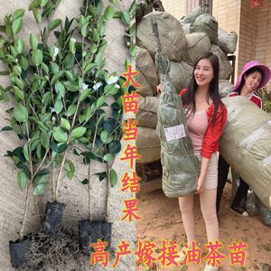 
Jiangxi Changlin high-yielding grafted oil tea seedlings cup seedlings with soil early maturing cold dew seeds white flowers big red fruit oil tea tree sister seedlings