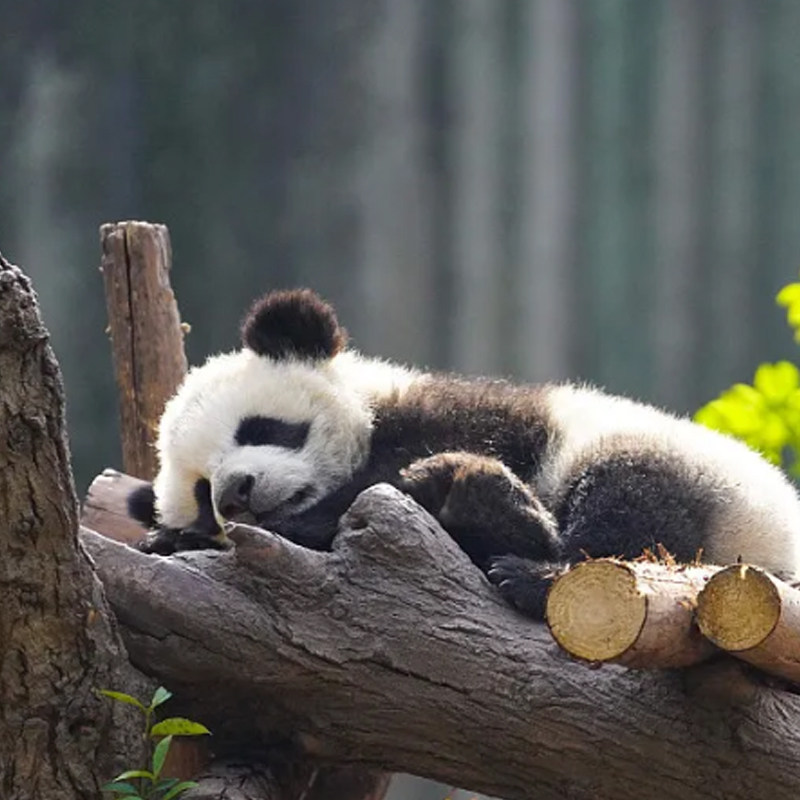 夜游蓝眼泪◆8人团成都熊猫谷三星堆都江堰青城山跟团一日游纯玩