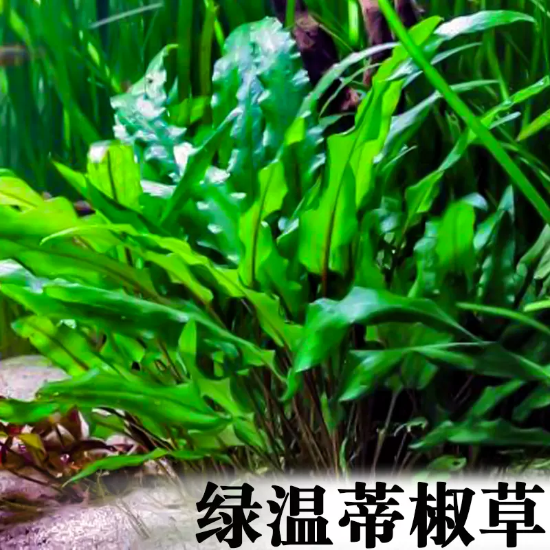 绿温蒂椒草淡水活体阴性水草植物鱼缸造景前景草中