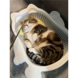 Cat Bed in the Shape of a Vegetable Basket, Breathable and Cool for Summer, Thickened Pp Comfortable Scratch-Resistant Mat, Washable Pet Bed