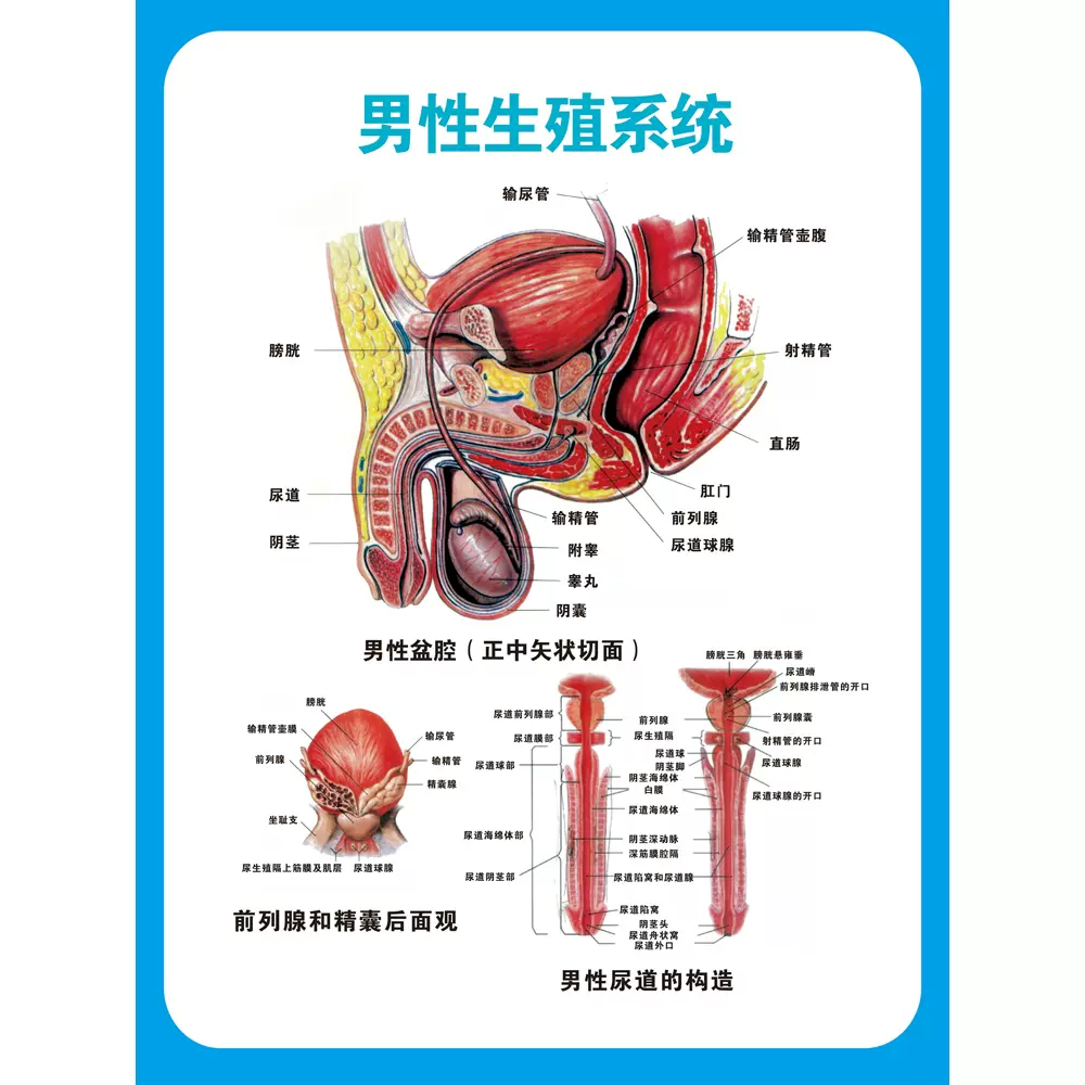 医院男性泌尿生殖器解剖知识泌尿科生殖系统疾病解剖挂图广告贴纸-Taobao