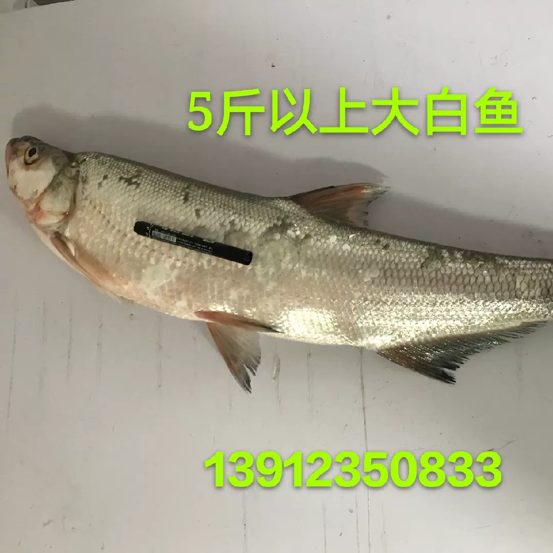 鮮活野生大白魚5斤 條白水魚翹嘴魚刁子魚淡水魚包郵順豐