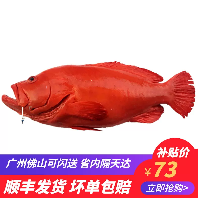 1斤价 海钓红瓜子斑瓜子斑深海石斑鱼红九棘鲈刺身1 4斤1条