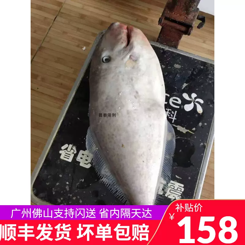 1條3斤以上 刺身大耗兒魚剝皮魚橡皮魚馬面魚扒皮牛魚扒皮魚