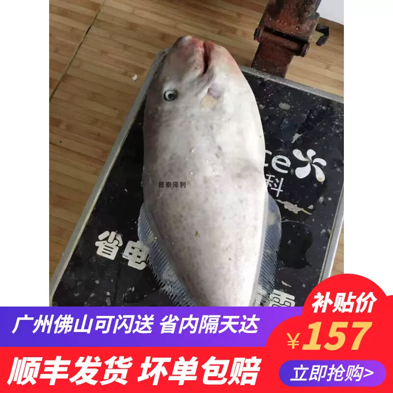 1條3斤以上 刺身大耗兒魚剝皮魚橡皮魚馬面