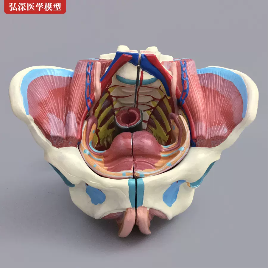 女性骨盆解剖教学模型HS-332D盆骨带生殖器适合13岁以上人体解剖模具