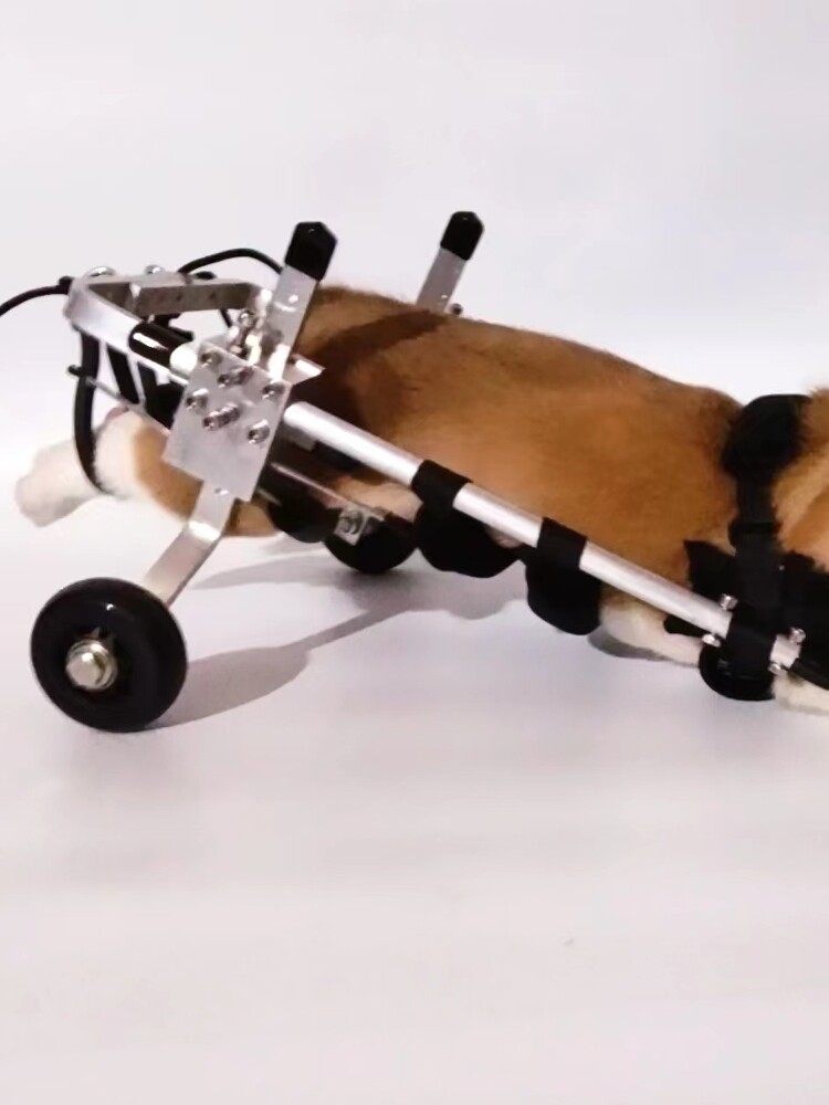 Dog Wheelchair for Paralyzed Pets - Mobility Aid for Disabled Cats ...