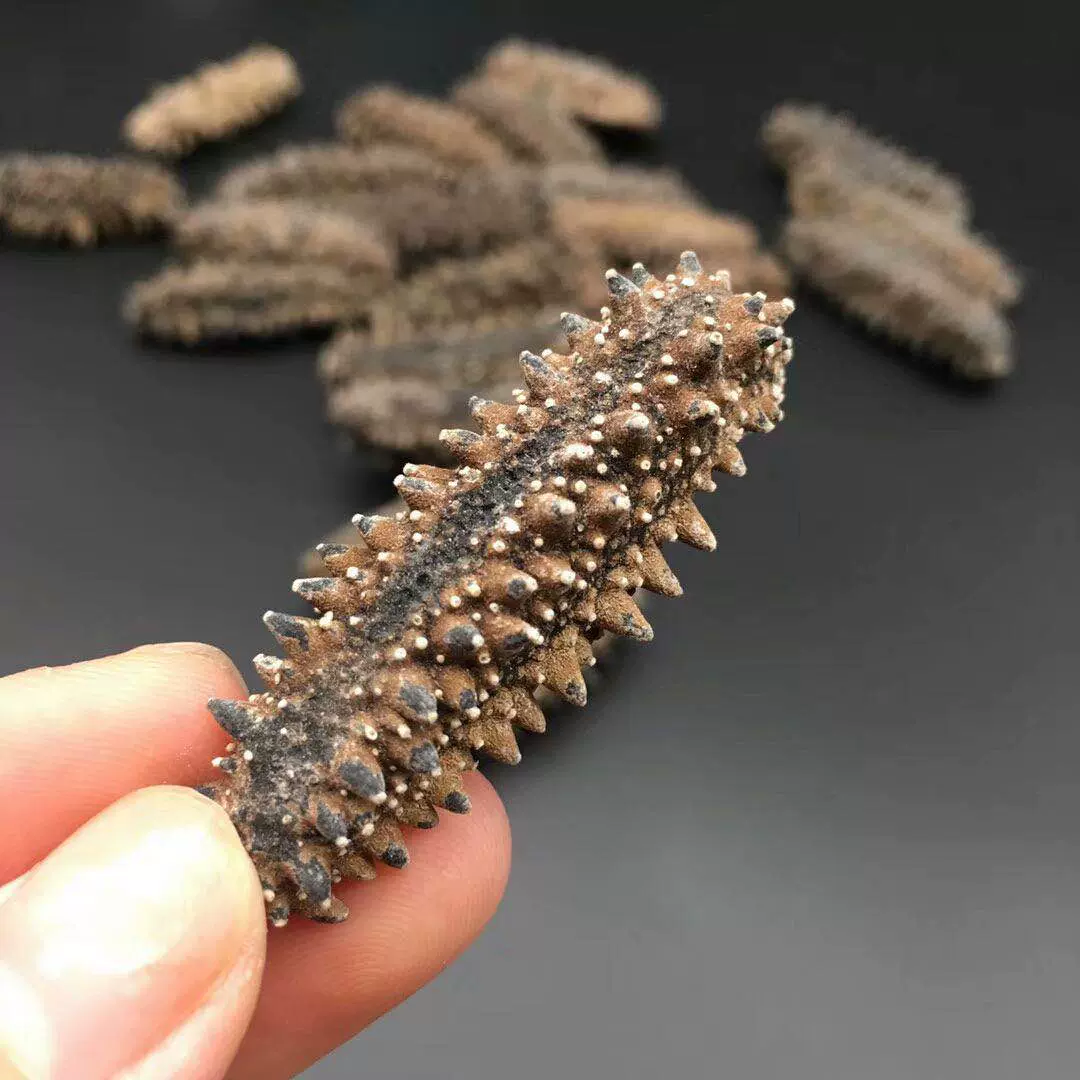 关东参六排刺纯淡干海参干青参大连辽刺参