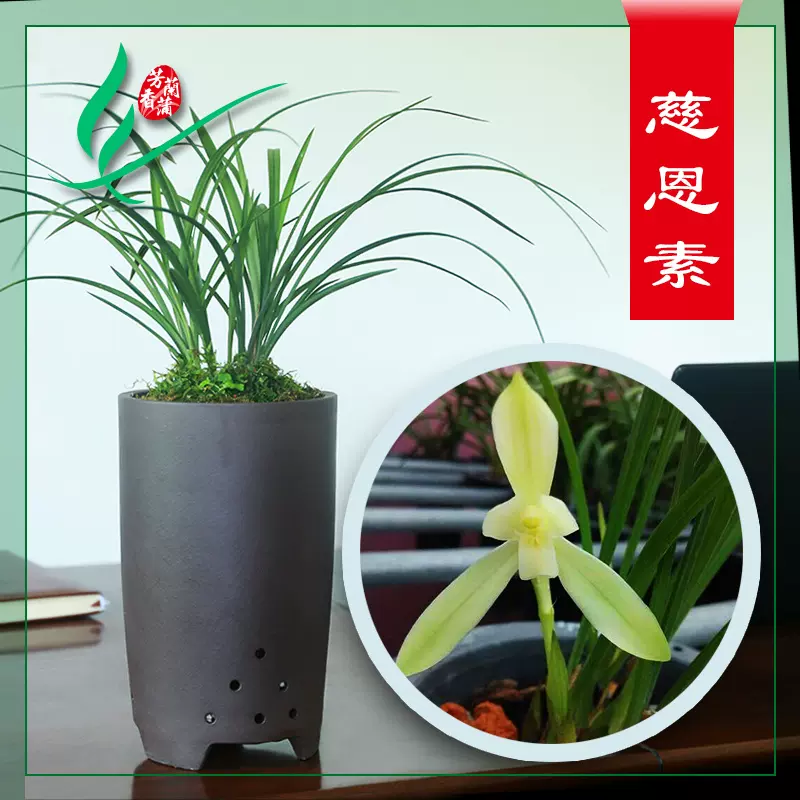 春兰兰花苗慈恩素绿带草植物花卉盆景栽土浓香型名贵花苞四川室内