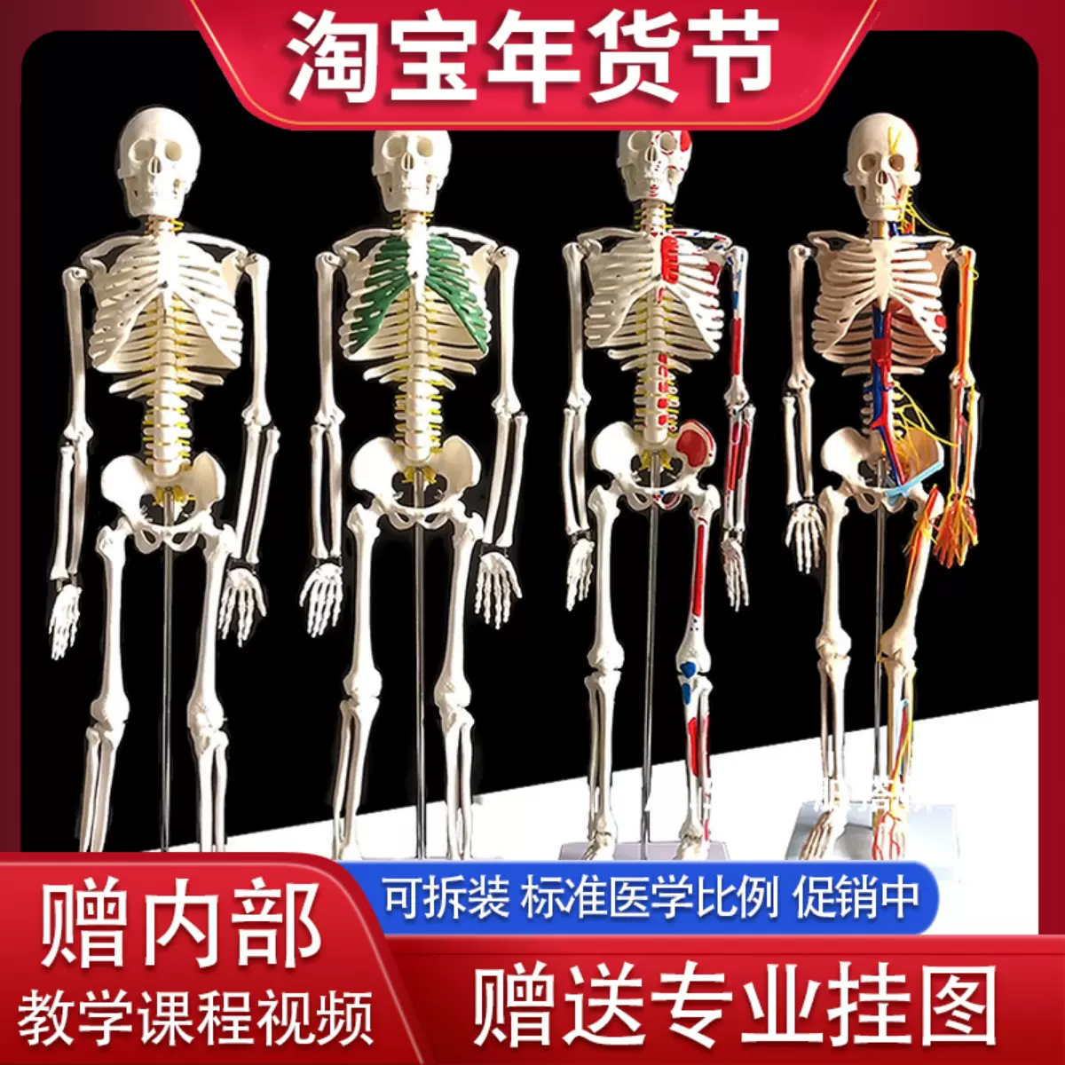 人体模型 骨格模型 45cm 1 4サイズ 骨格標本 骨模型 医学 教学 教材 - 置物