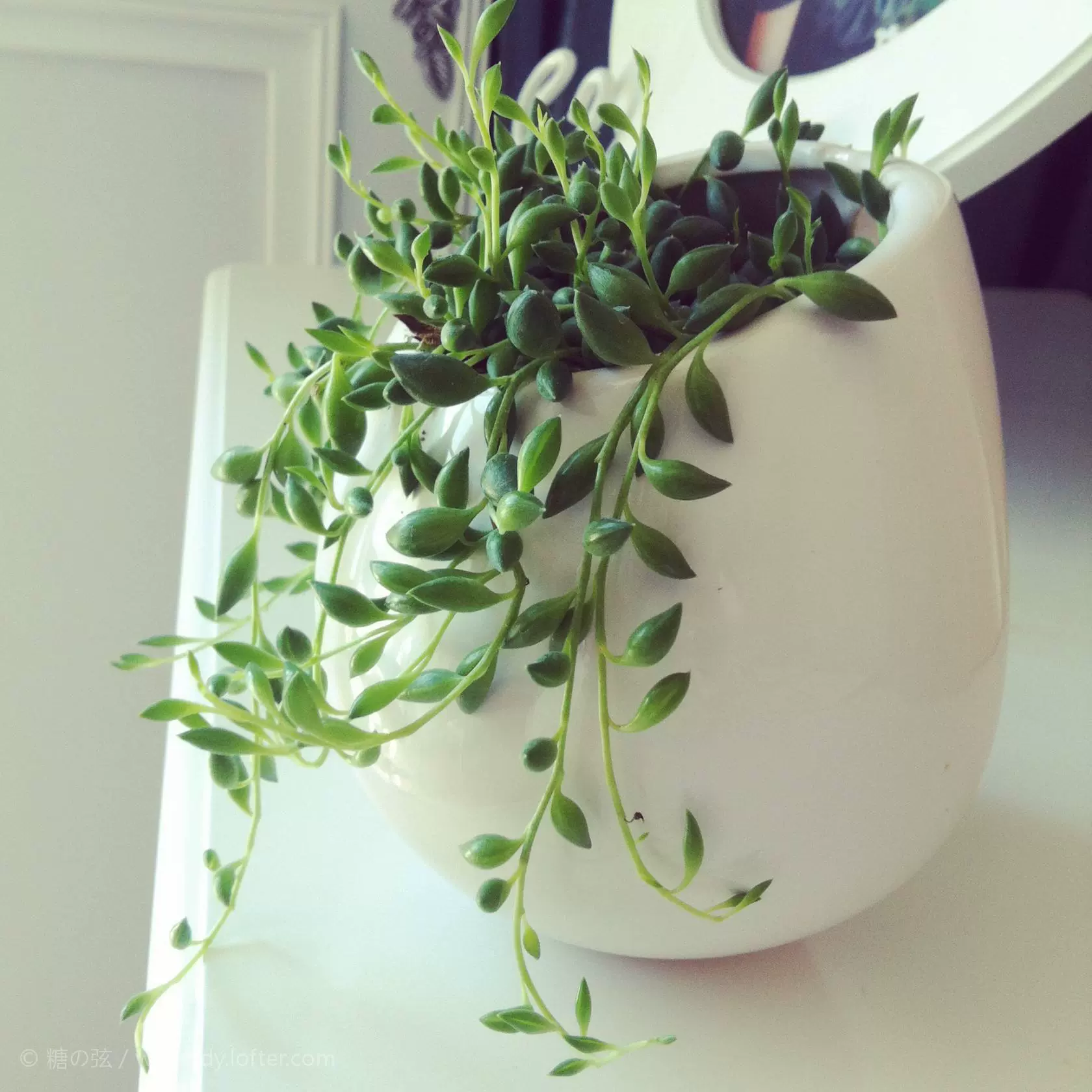 多肉佛珠多肉 垂吊 紫玄月吊兰佛珠锦盆栽植物室内爆盆情人泪