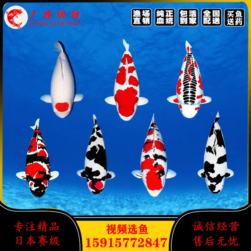 纯种日本进口锦鲤活鱼红白昭和丹顶大型观赏鱼活体淡水高端精品-Taobao