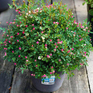 
Super micro rose shrub balcony potted garden blooming flowers mini miniature rose green plants indoor balcony easy to grow