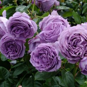 
Micro-blue/new large-flowered blue-purple rose seedlings bloom frequently, are disease-resistant, have multiple heads and are fragrant