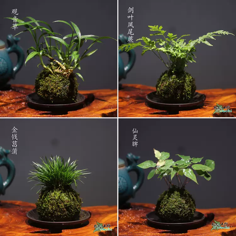 山野雅居苔玉moss ball菖蒲蕨类苔藓球成品茶室茶台摆件茶宠喜阴-Taobao