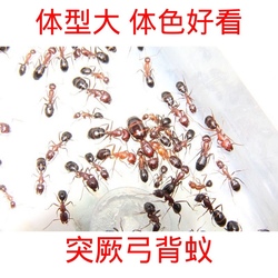 Turkic Bow-backed Ants 2023 New Queen Manor Ant Queen Castle Raising Ants Pet Ant Nest