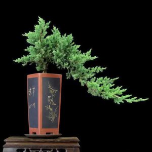 
Welcome pine cypress bonsai potted seedlings, floor cypress modeling room, four-season evergreen courtyard cypress saplings, cold-resistant greening seedlings