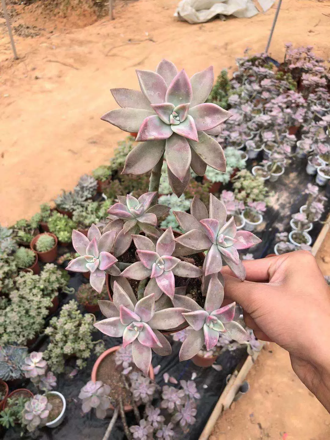 韩国初恋韩彩莲多肉植物老桩悬崖室内防辐射美观多肉绿植盆栽