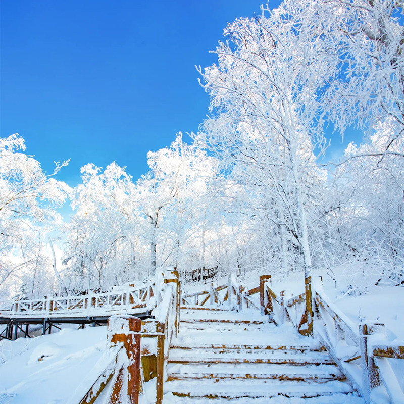 【纯玩含机票】东北长白山旅游延边亚布力雪乡哈尔滨6天5晚跟团游