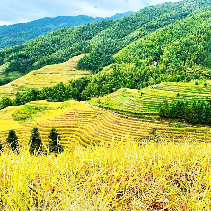 【含高铁】广西桂林阳朔旅游龙脊梯田4天3晚跟团游遇龙河竹筏漂流