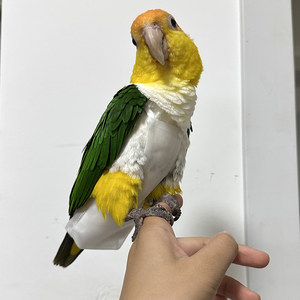 
Summer ultra-thin breathable mesh without side seams three-dimensional large capacity parrot bird poop diaper can be cleaned and fly