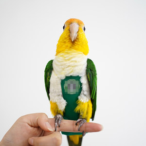 The eighth -generation non -side sewing parrot urine does not wet shit, dung pockets, clothes, bird flying service logo, ordering
