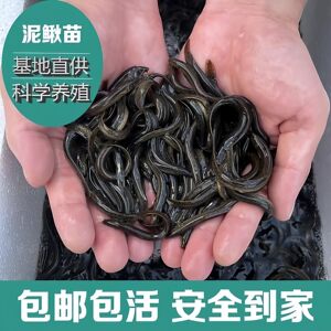 
Loach fresh fry freshwater pet feeding arowana fishing turtle feed fish feed breeding ornamental fish fishing