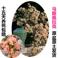 Maspelac (Bougainvillea) native large seedlings bloom all year round and are old climbing vines.