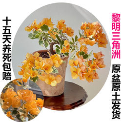 Dawn Delta (Bougainvillea) native large seedlings blooming in all seasons and old pile climbing plants