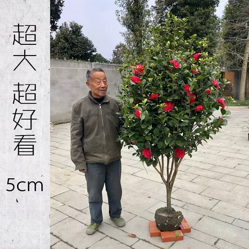 山茶花盆栽精品茶花树耐寒盆景景观树庭院露台地栽北方室外包邮 Taobao