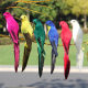 Feather Simulation Parrot Monato Window Window Decoration Bird Bubble Home Losses 20cm Art Pumage Bird
